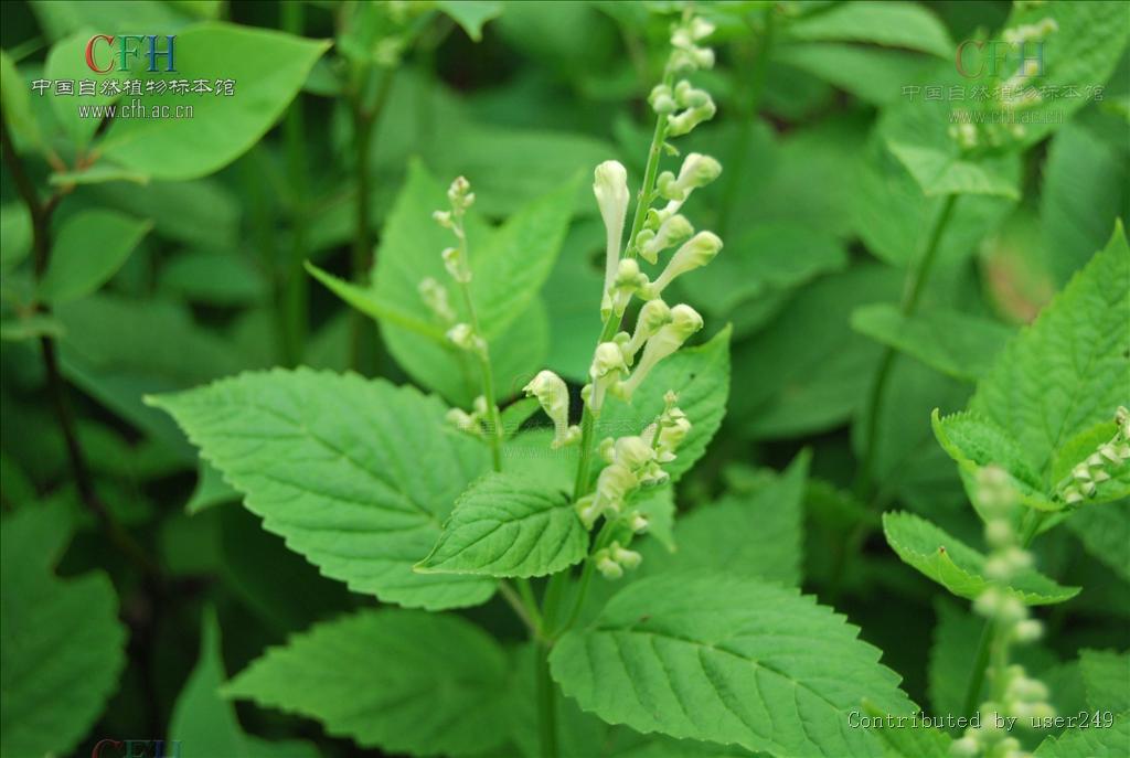 蕁麻葉黃芩