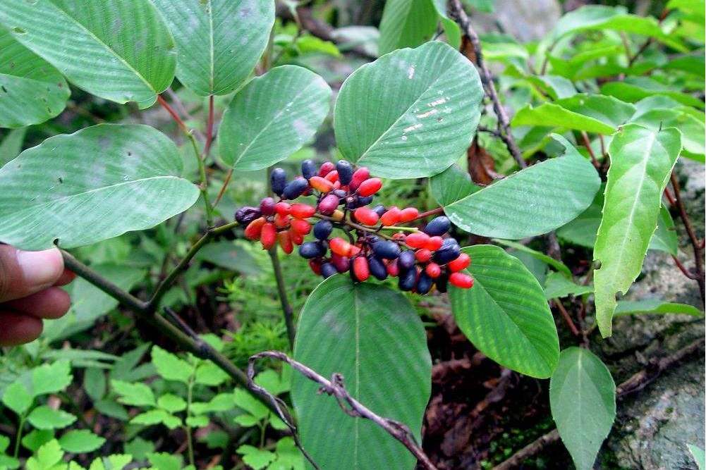 大葉勾兒茶（原變種）