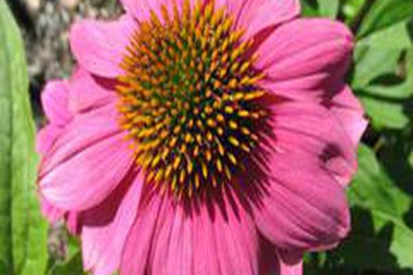 Echinacea purpurea \x27Pas702917\x27 POWWOW WILD BERRY