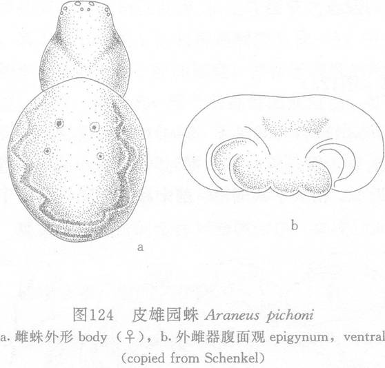 皮雄園蛛