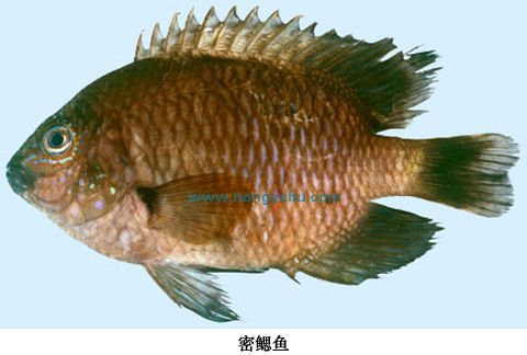 密鰓魚