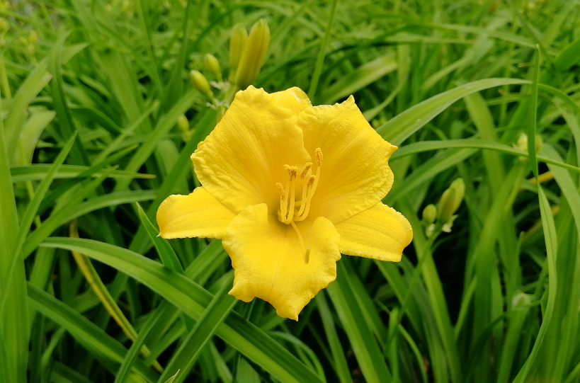 花卉(花（一類具有觀賞價值的植物）)