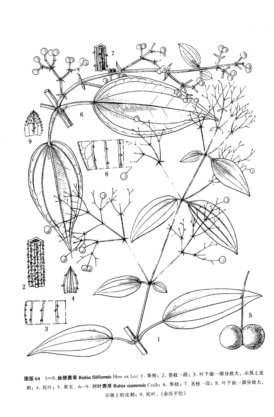 絲梗茜草（墨線圖）