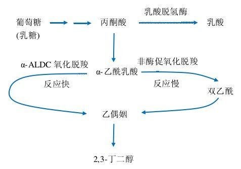 乙醯乳酸脫羧酶