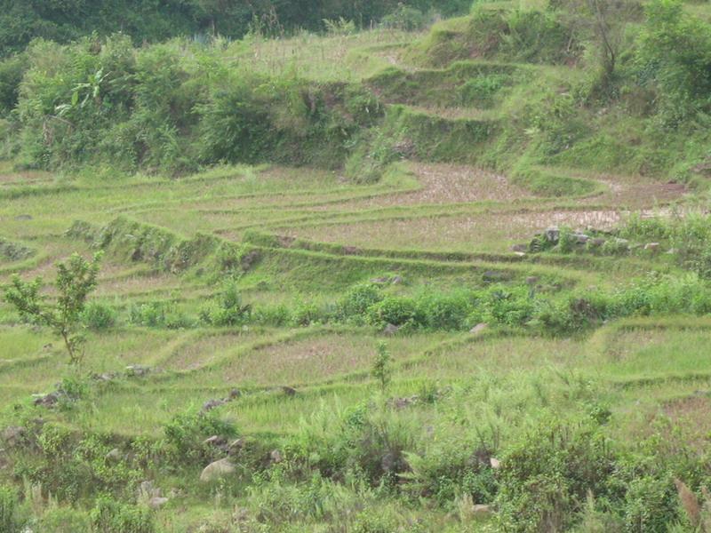 冬瓜樹村