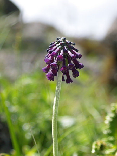 靛藍穗花報春