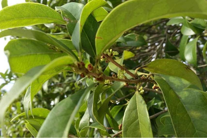 桂花黃山學院17號