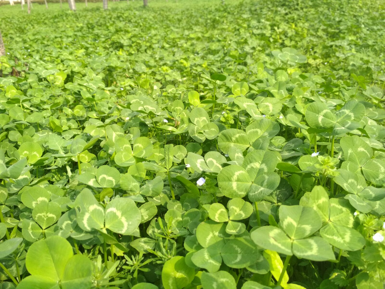 四葉草(豆科車軸草屬植物)