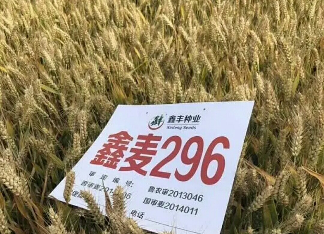 鑫麥296