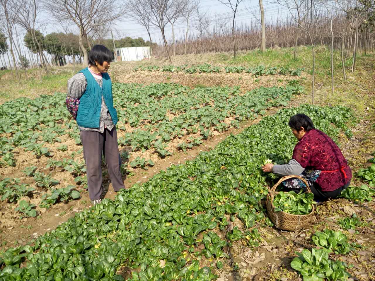 勤勞的村民