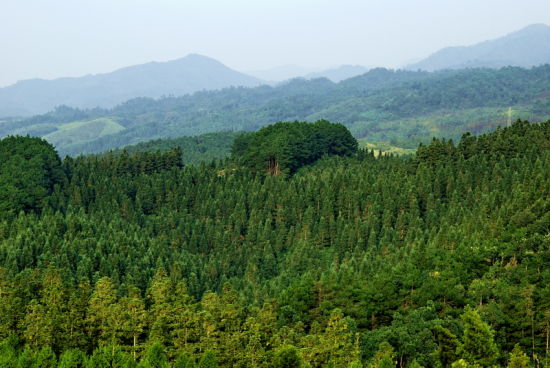 太平國家森林公園