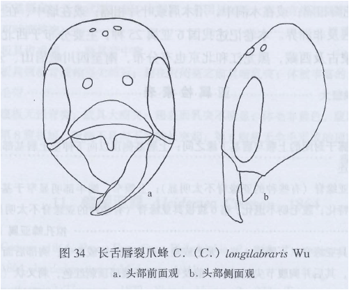 長舌唇裂爪蜂