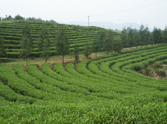 公司茶業基地