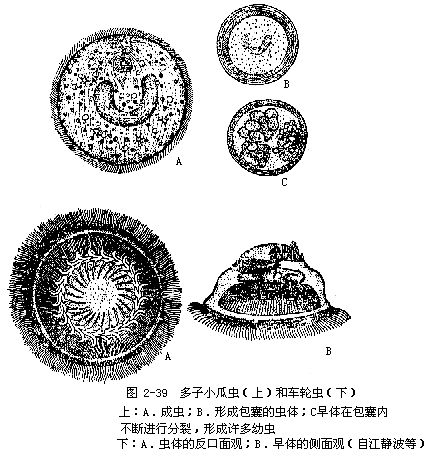 近軸眼蟲