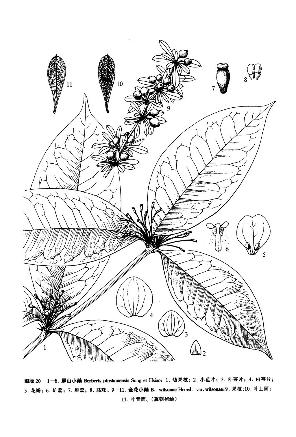 金花小檗（原變種）