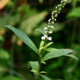 星宿菜(報春花科珍珠菜屬植物)