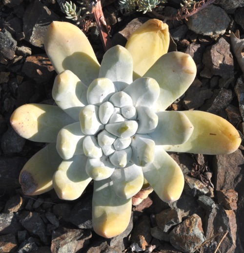 D. pachyphytum（帕奇飛圖/拇指仙女杯）