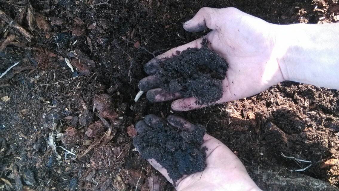 寨基山頂黑色腐殖土