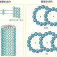 Mt(微管(microtubule))