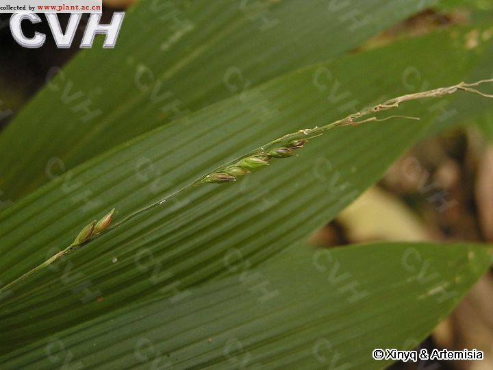 光花狗尾草