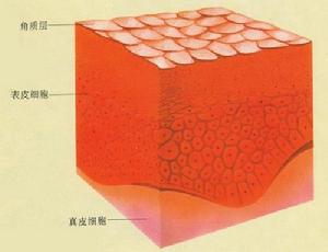 皮膚細胞
