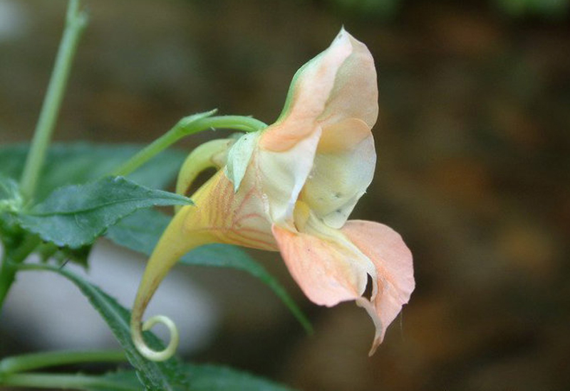 綠萼鳳仙花