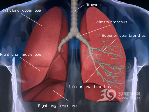 肺部圖片