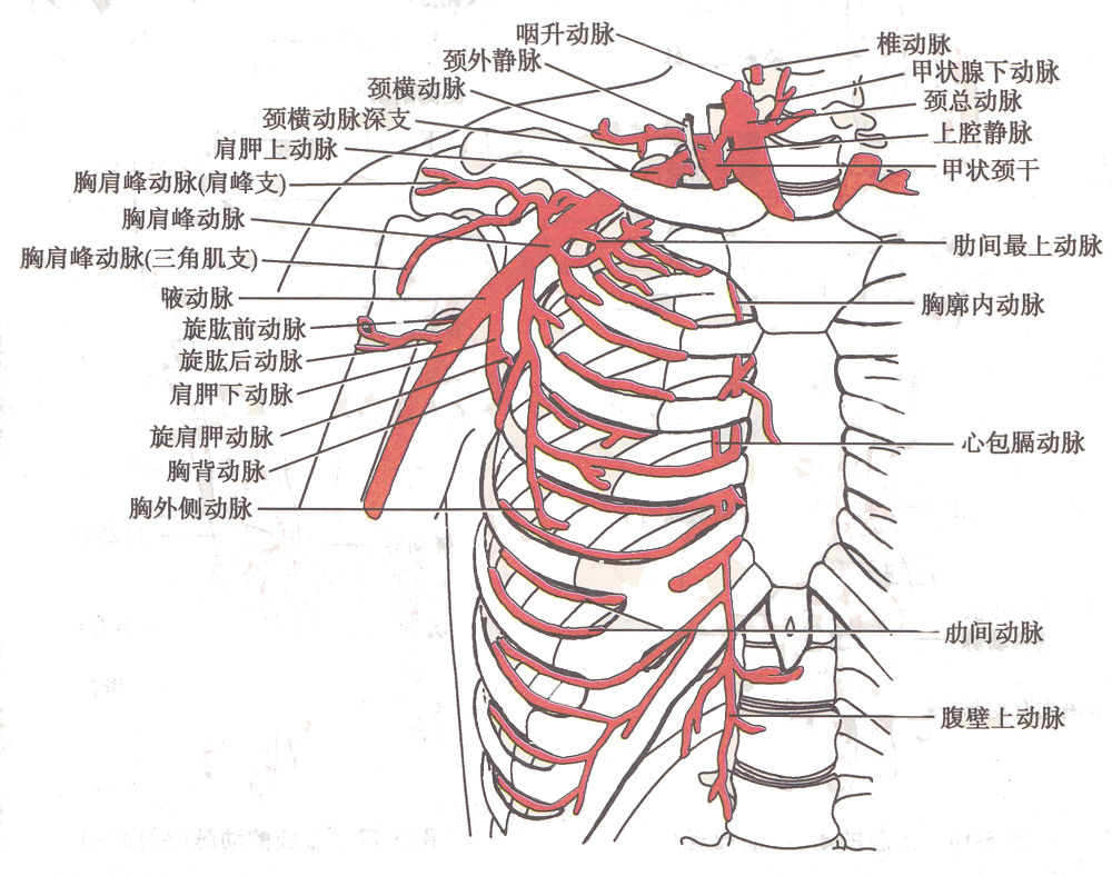 頭臂乾