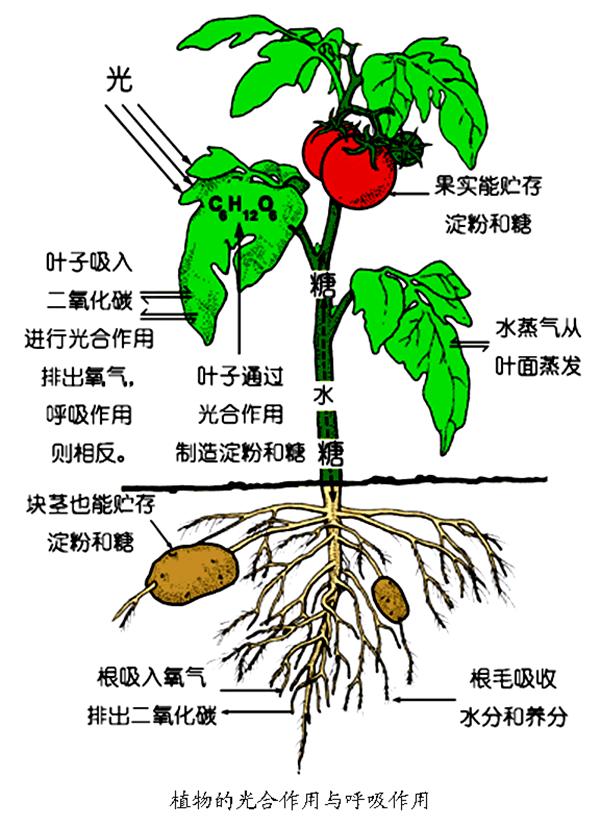 有氧呼吸圖