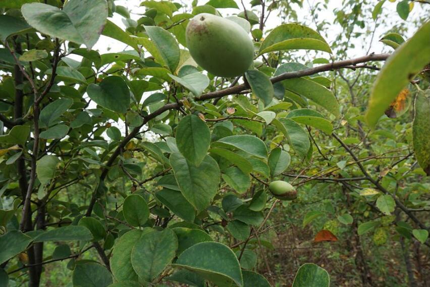 木瓜菏澤42號