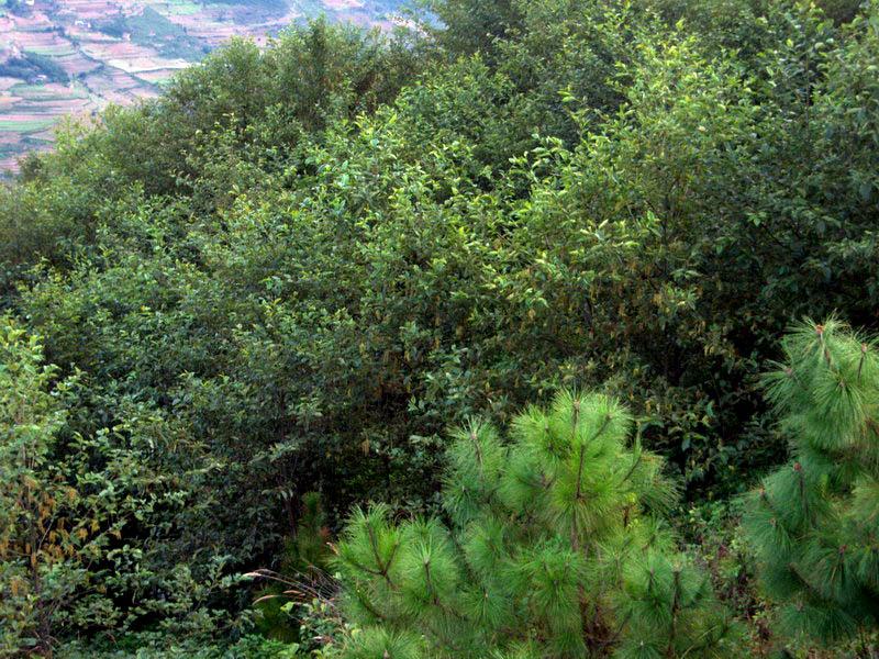 河西自然村(雲南臨滄鳳慶縣勐佑鎮勐佑村委會河西自然村)