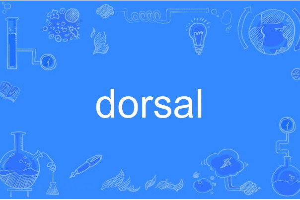 dorsal