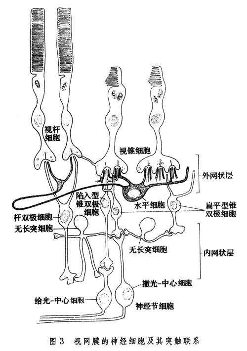 光感受器