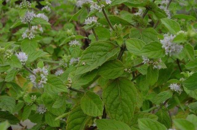 彎錐香茶菜