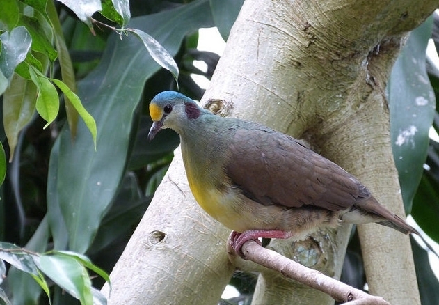 黃胸雞鳩