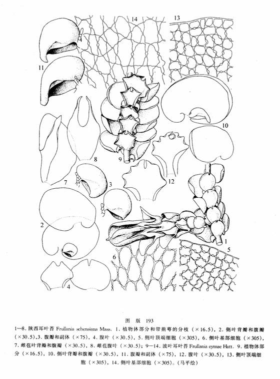 陝西耳葉苔