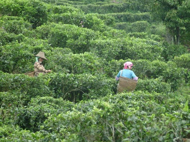 茶葉種植