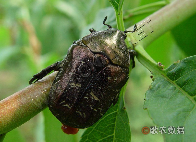 ?弓刺星花金龜