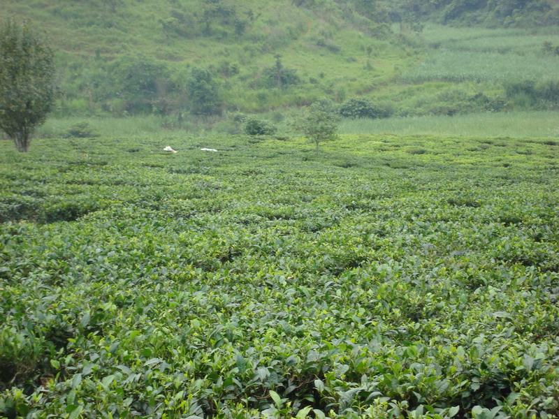 龍門茶廠自然村