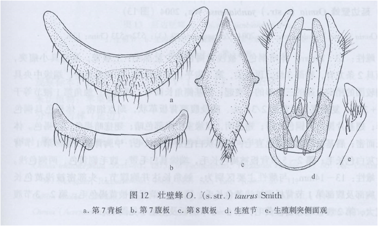 壯壁蜂