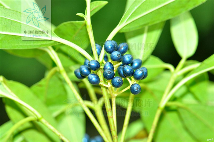 狹葉球核莢蒾（變種）