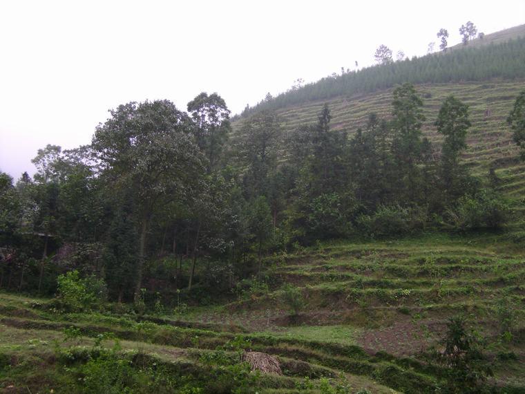 自然村的山地風貌