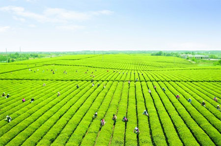 祠山崗茶場