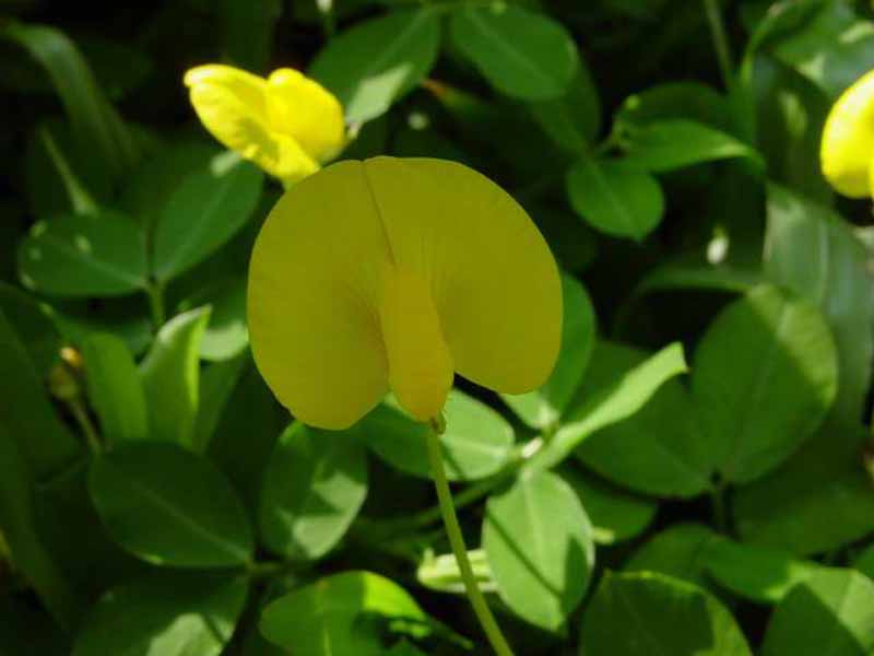 野花生(薔薇目豆科植物)