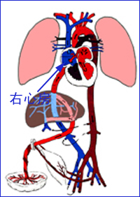 本品經胎盤進入胎兒循環