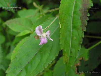 短喙鳳仙花