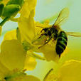 黃繡蘆蜂