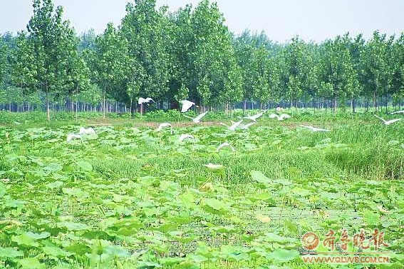 曹縣黃河故道濕地公園