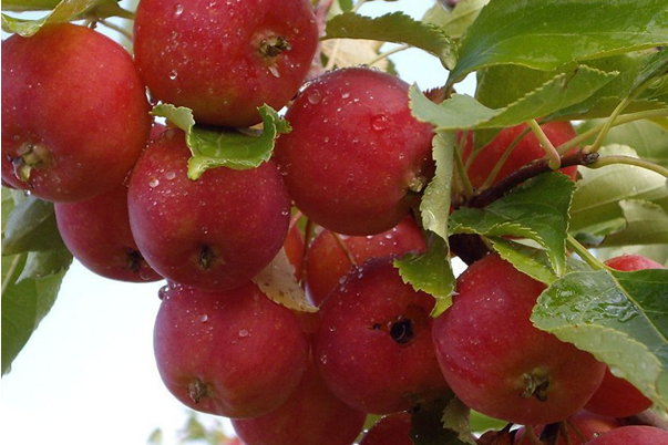 花紅無性系1號