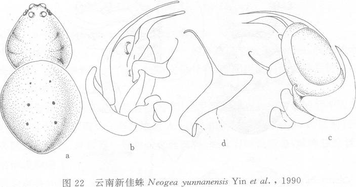 雲南新佳蛛